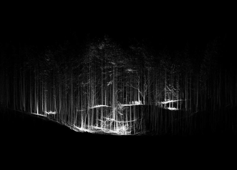 Forest Scan slide