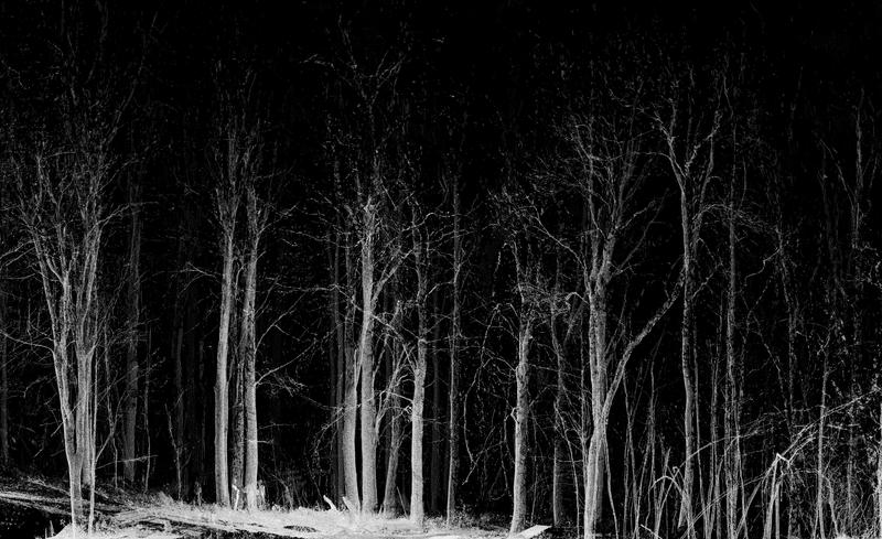 Forest Scan slide