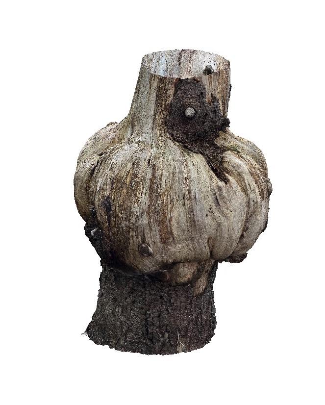Tree 3D Scan BaddeckTreeGrowth1