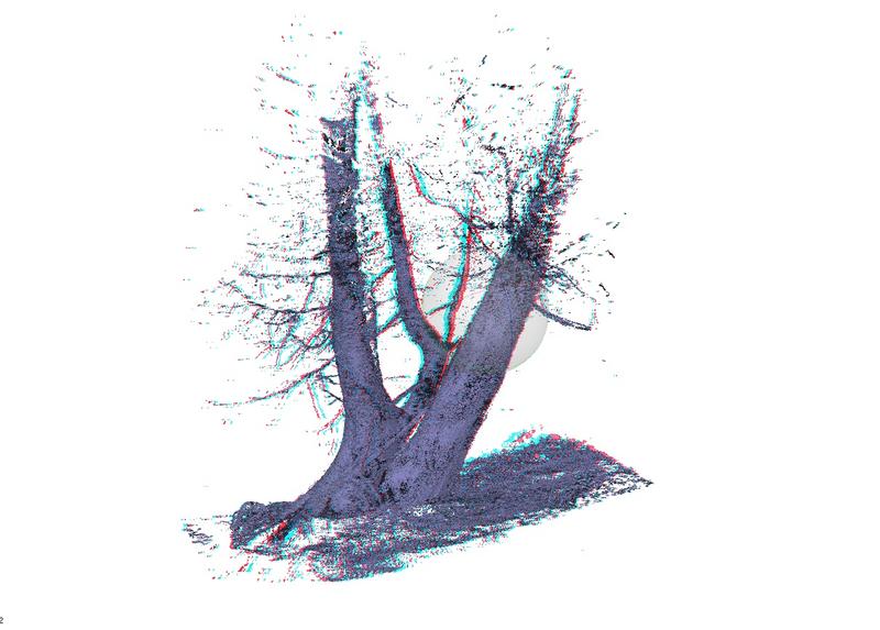Tree 3D Scan CollingwoodCedar1