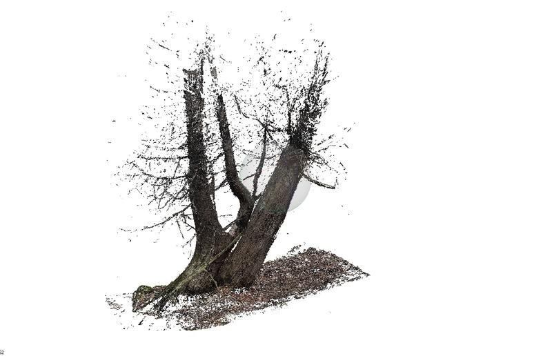 Tree 3D Scan CollingwoodCedar2