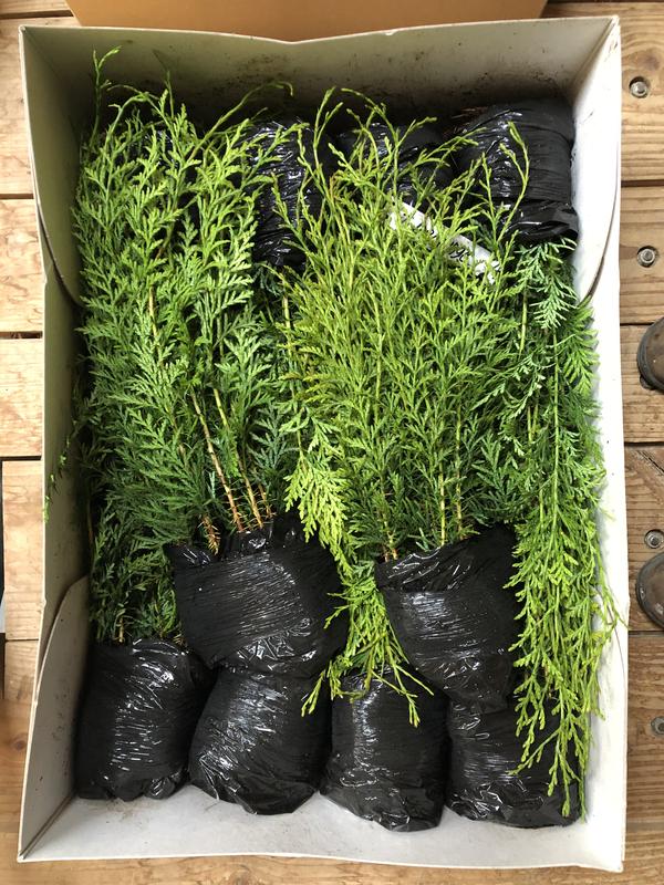 AA Plant A Tree pile of cedar saplings