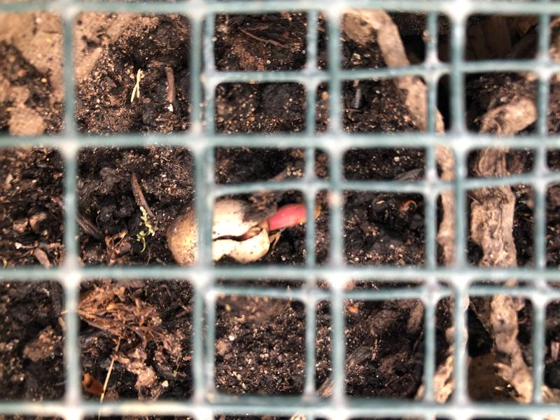 AA Plant A Tree oak acorn sprouting