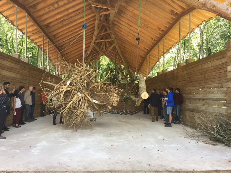 An Ash Tree exhibit hung in under truss PHOTO Francisco Adriasola