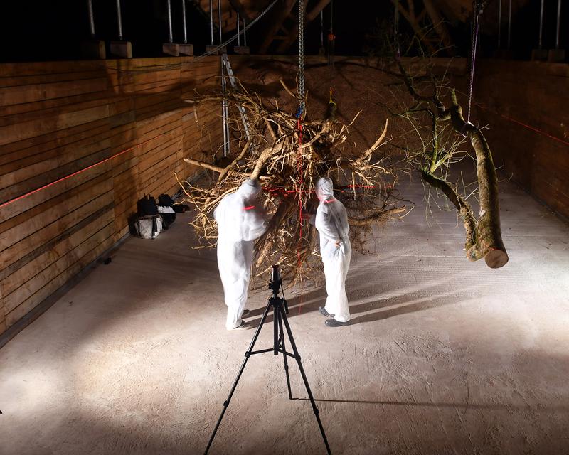 An Ash Tree forensic scene LucasWilson