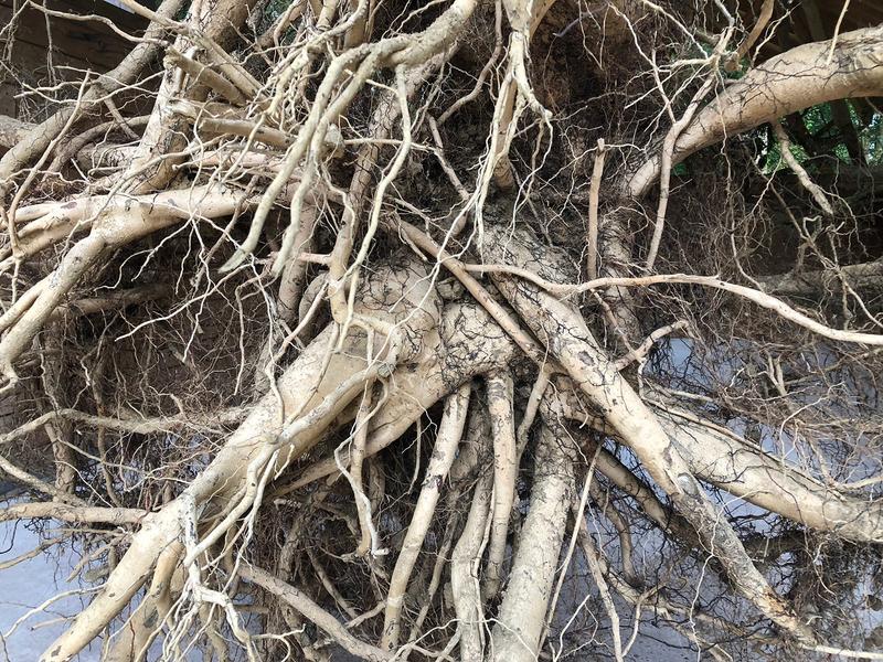 An Ash Tree TreeRootPhoto