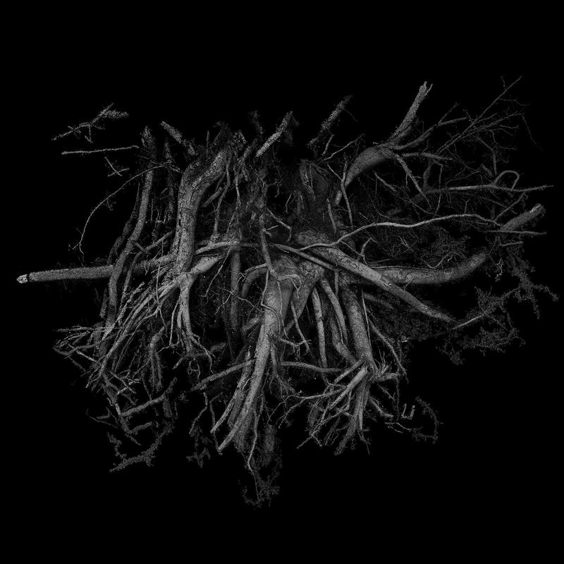 An Ash Tree tree root 3D scan