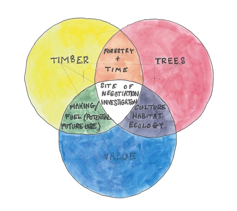 An Ash Tree timber trees value DIAGRAM LucasWilson