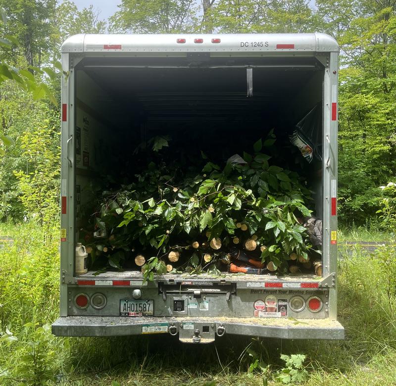 Beech Thicket Build