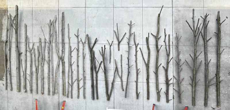Beech Thicket Build slide