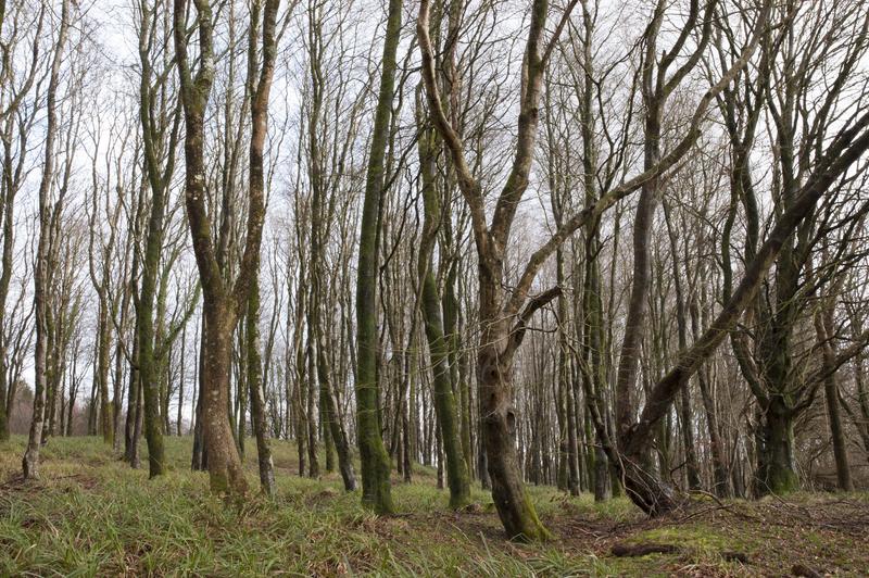 Dense Timber Blocks slide