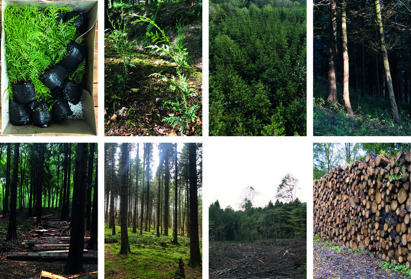 LifeOfAManagedConiferForest_ZacharyMollica