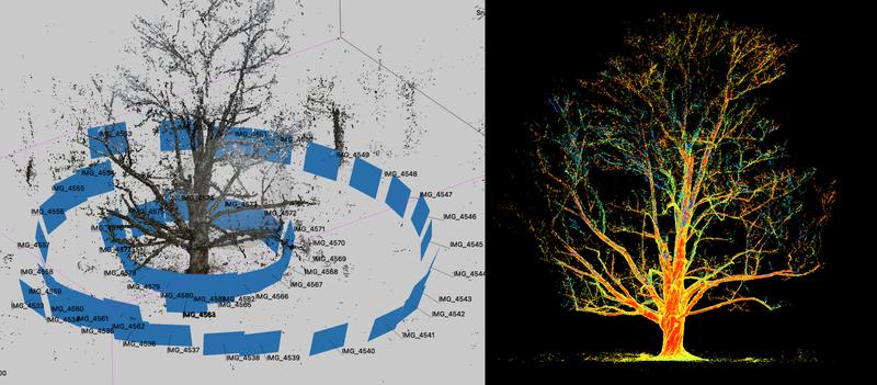 TreePhotogrammetryProcess_ZacharyMollica
