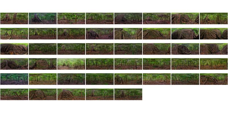 MLF Ceiba Tree contact sheet