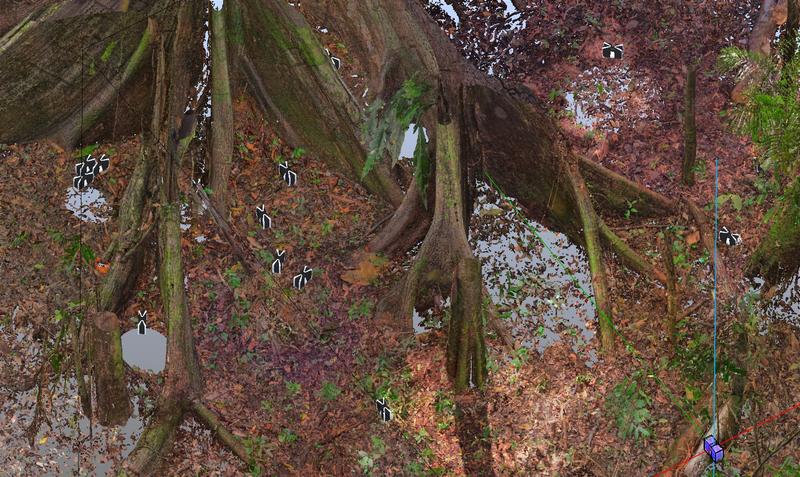 MLF Ceiba Tree raw data