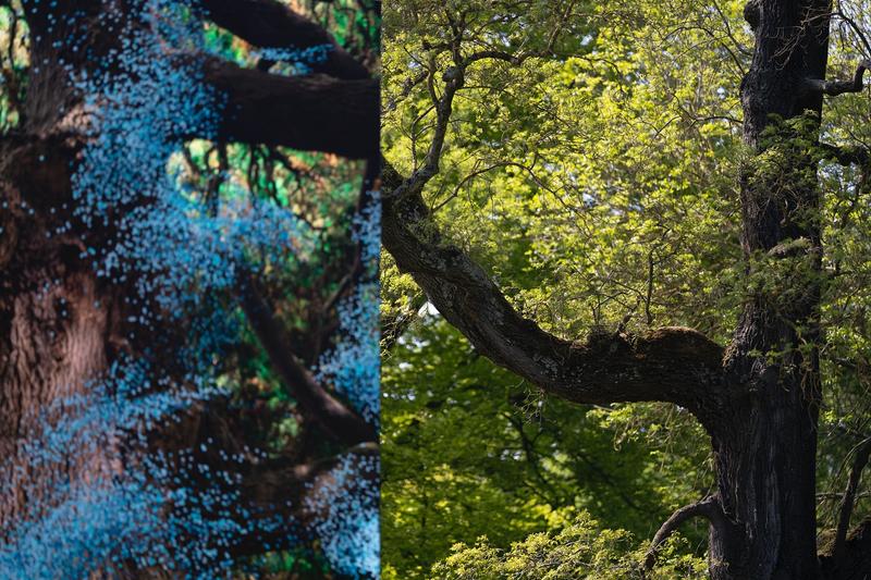 MLF: Of The Oak slide
