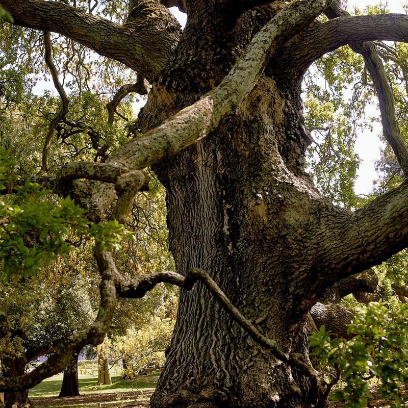 MLF: Of The Oak slide