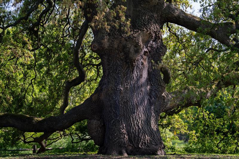 MLF: Of The Oak slide