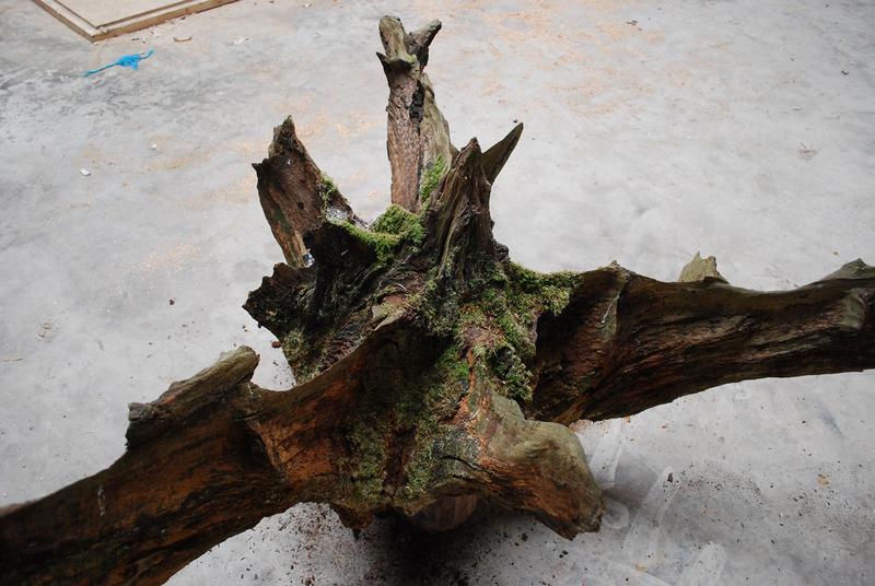 Root Plate slide