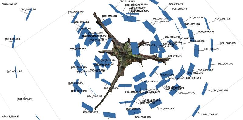 Oak Root Plate Photogrammetry