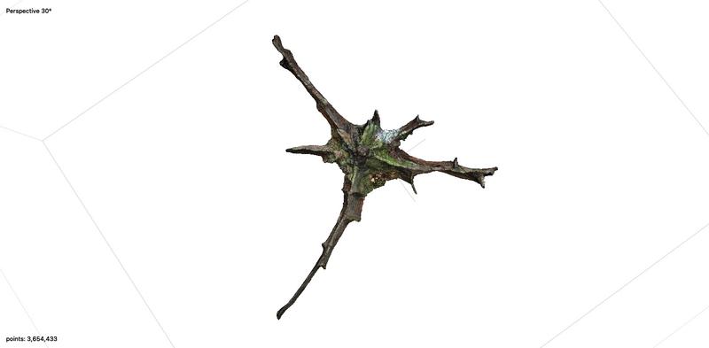 Oak Root Plate Photogrammetry