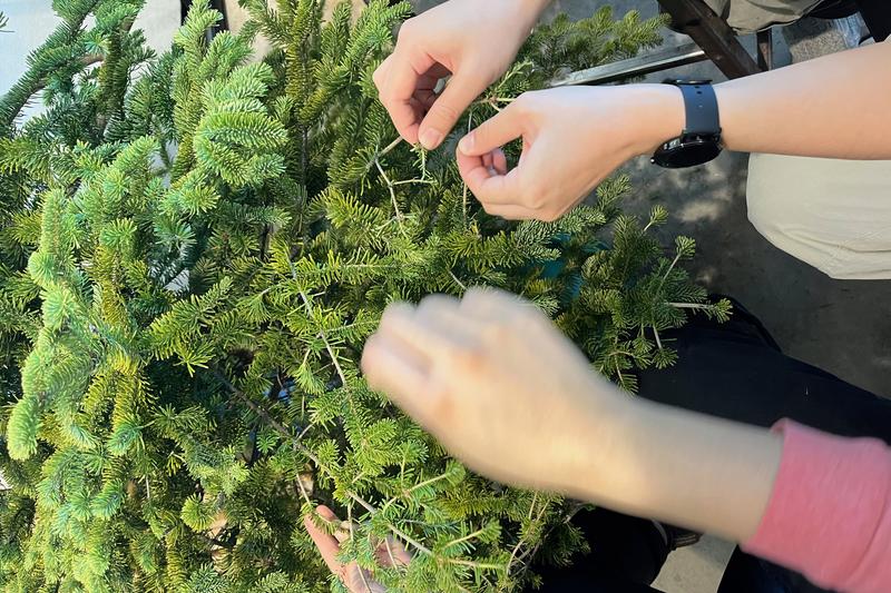 What the Harvester Leaves Behind PHOTO Samantha Tam