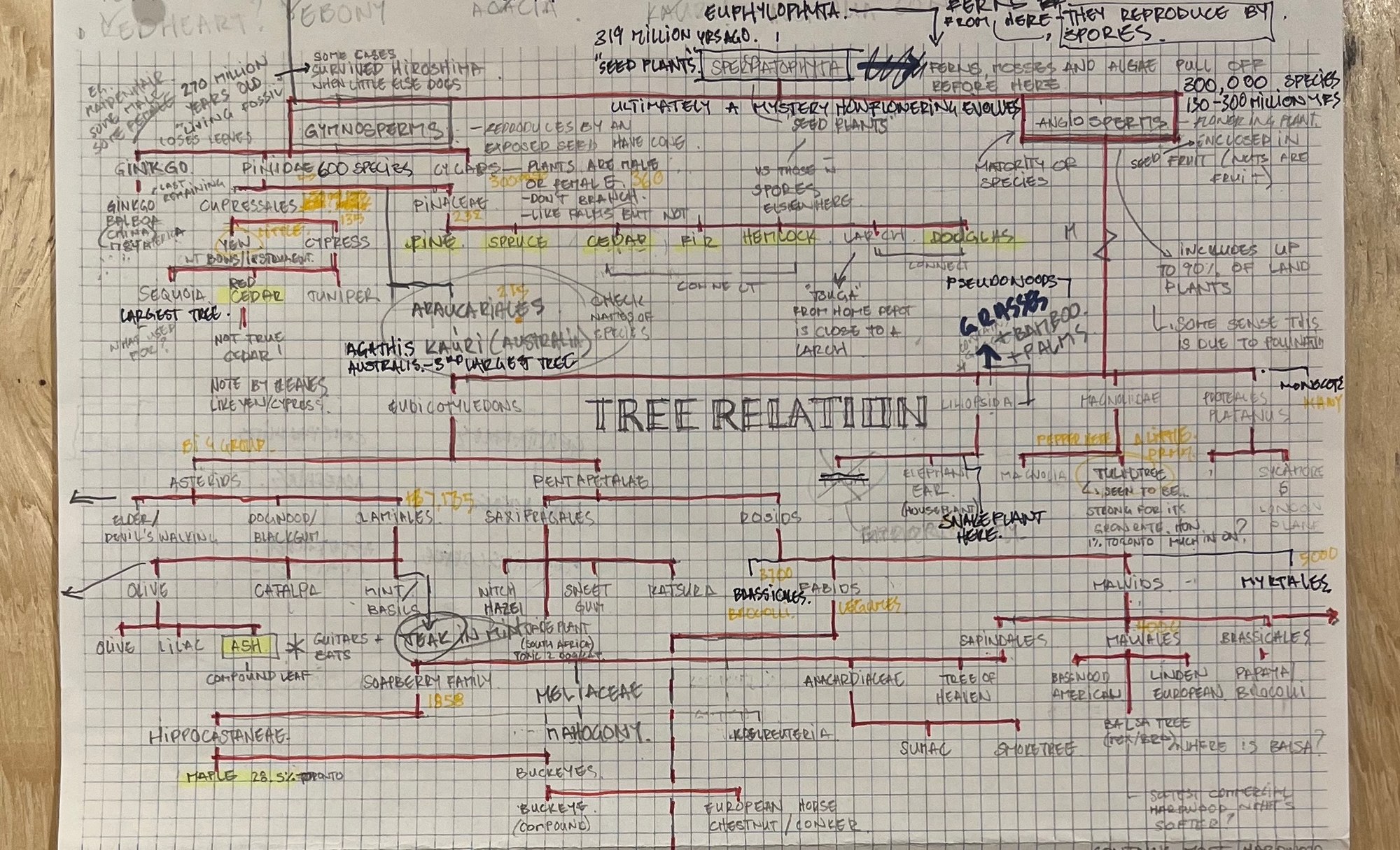 Tree Relations process drawing