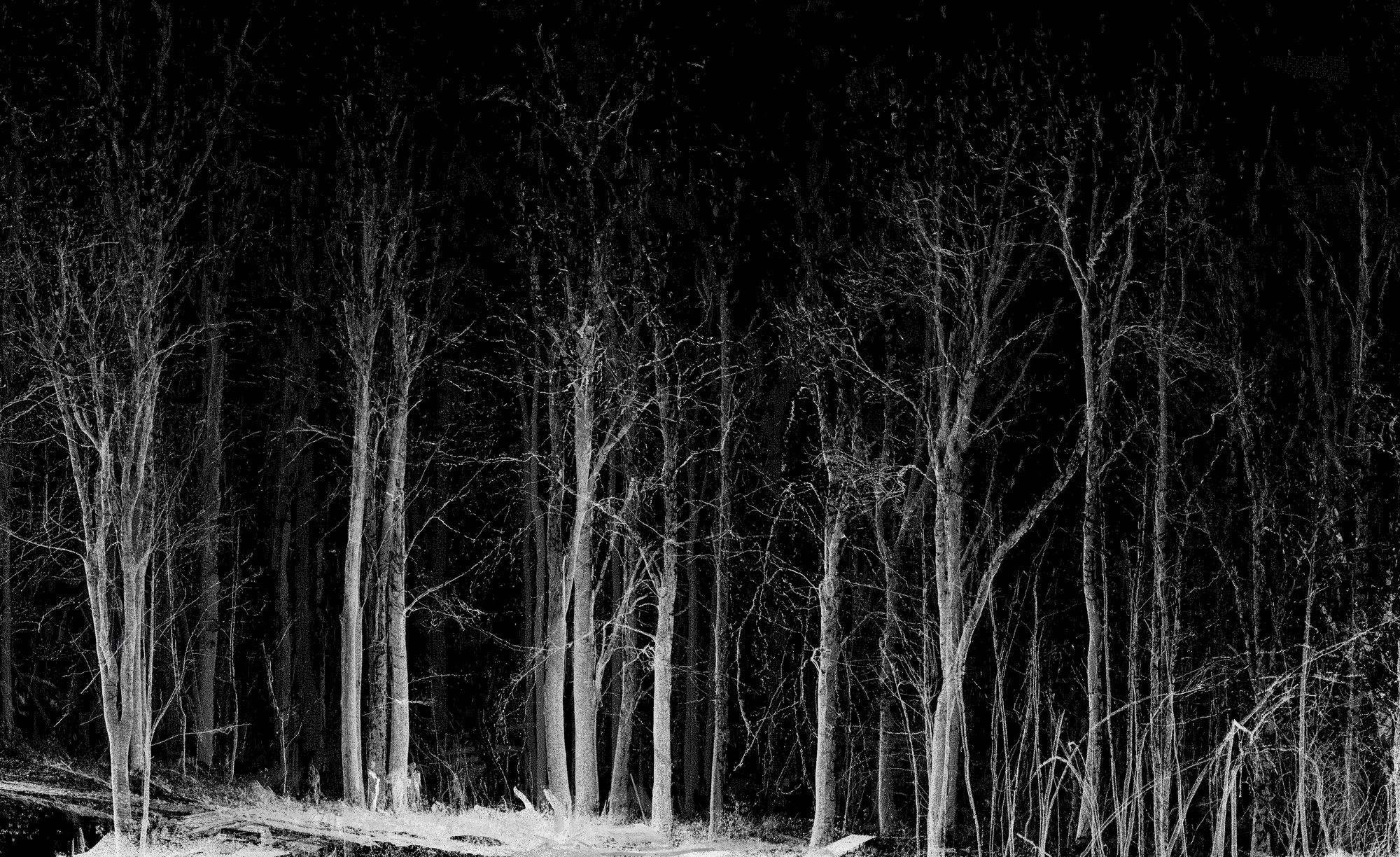 Forest Scans point cloud image