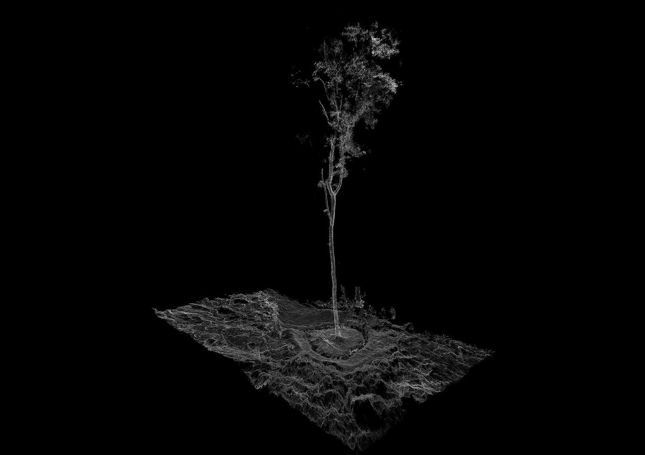 A scan showing an ash tree from its spreading roots to its crown