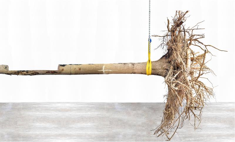An Ash Tree cover image