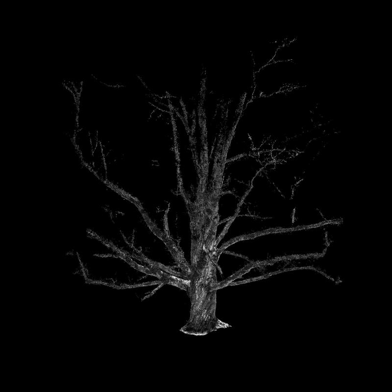 Grandmother Maple SugarMaple Axo2