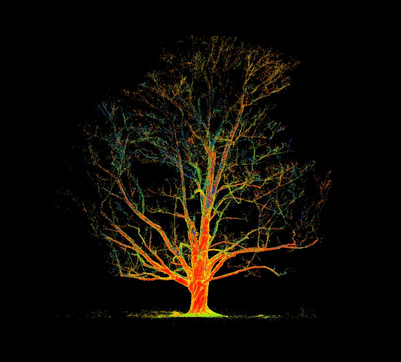 Grandmother Maple