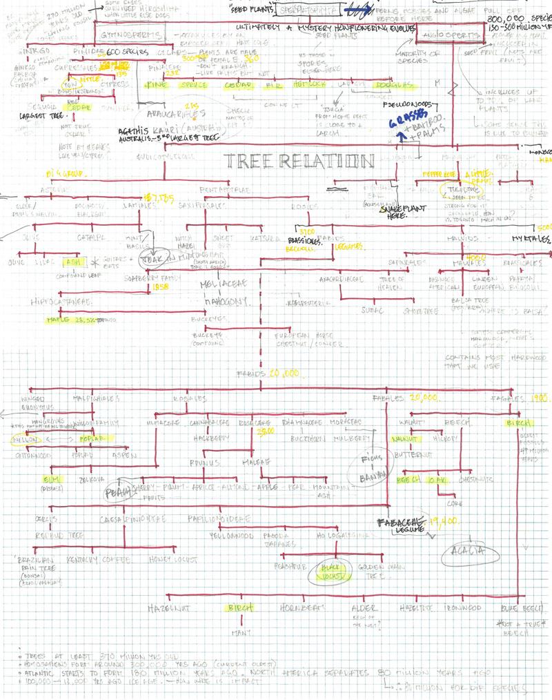 Graph Paper Tree Relations DRAWING