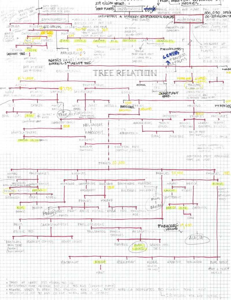 Graph Paper