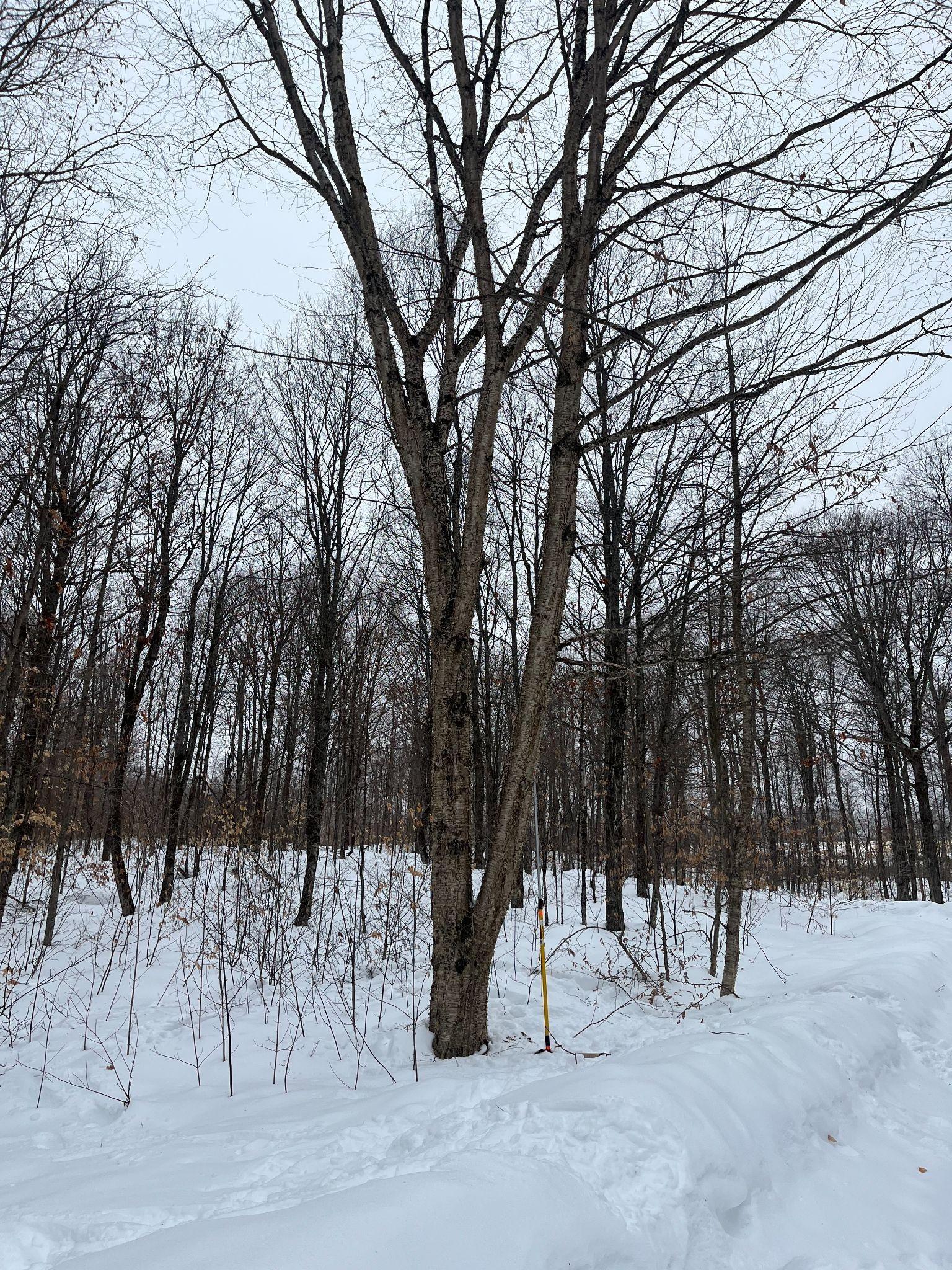 Standing tree in Haliburton Forest