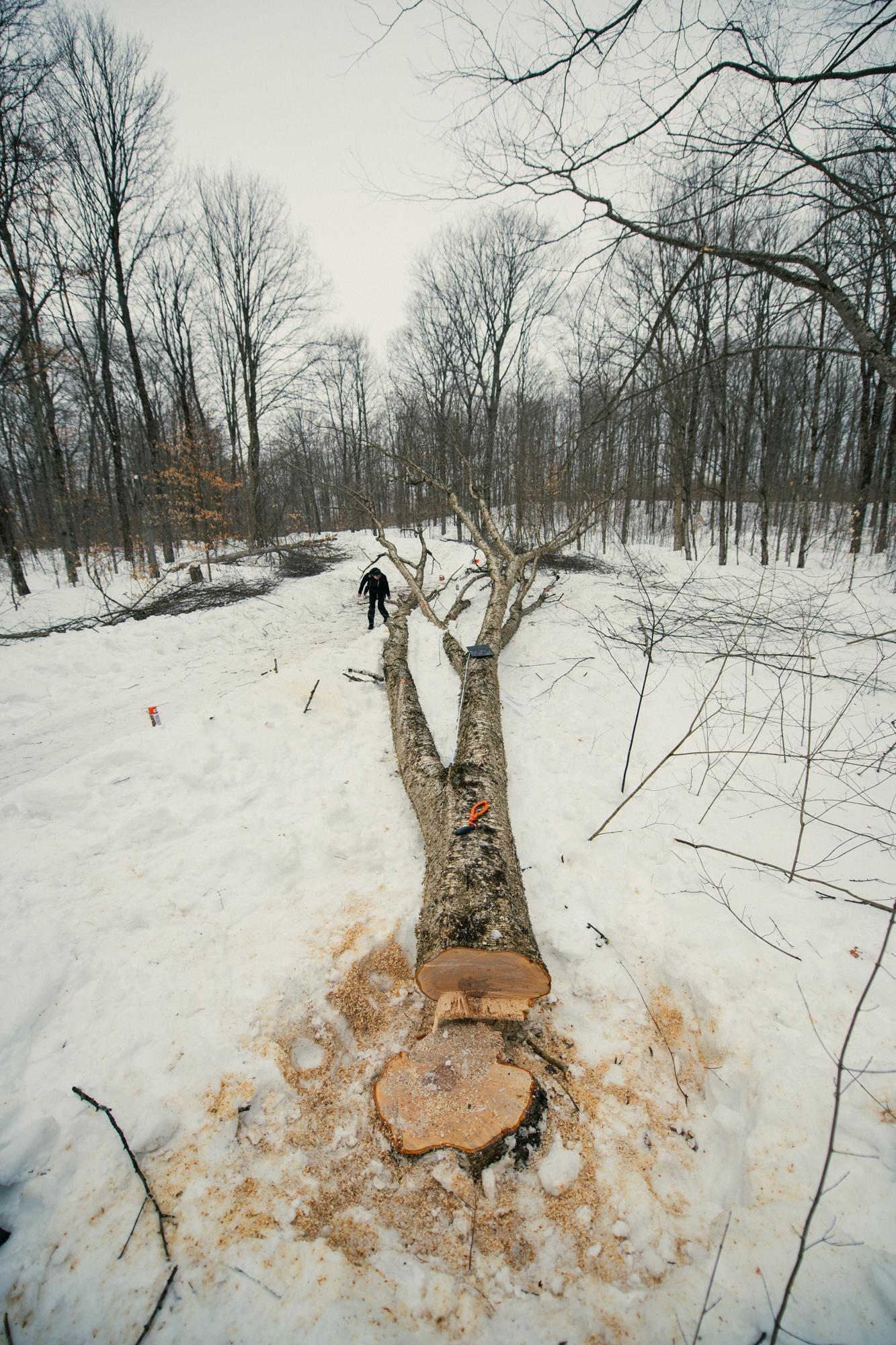 Felled tree in the snow