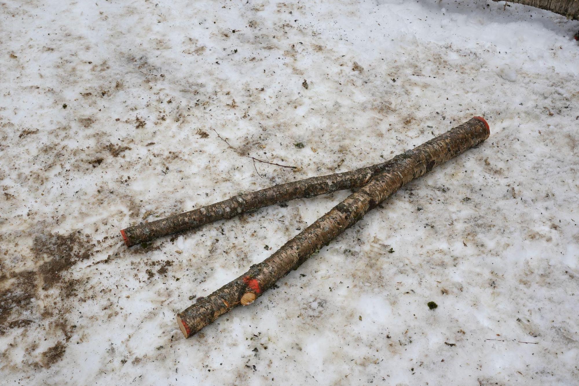 Recovered beech fork