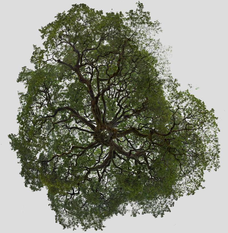 MLF Of the Oak TreeWormsEye