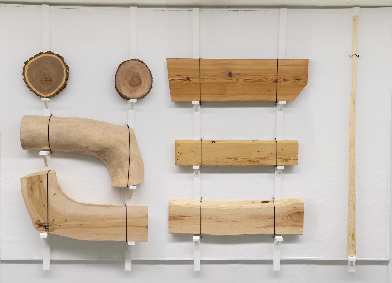 Wood cross-sections, curved pieces and sawn boards arranged on an exhibition wall