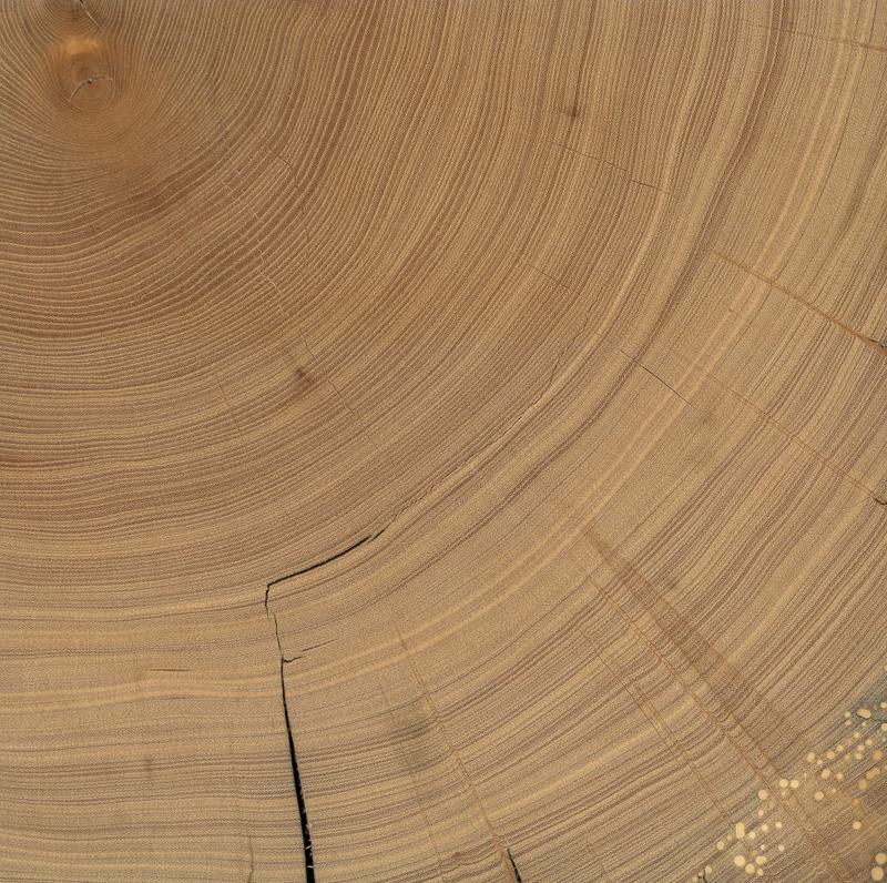 Other Wood Pieces Exhibition elm beam scan
