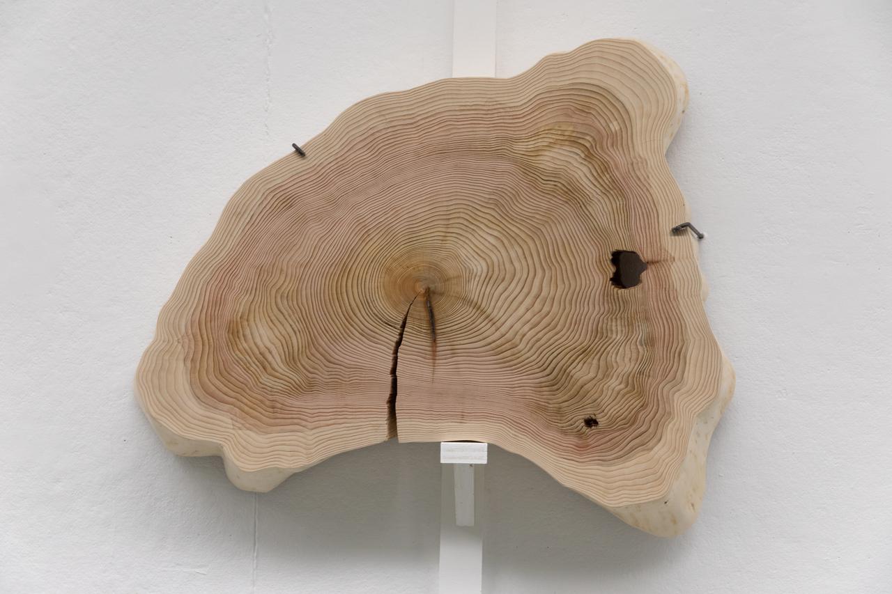 An irregular wood cross-section with growth rings and cracks visible on its prepared face
