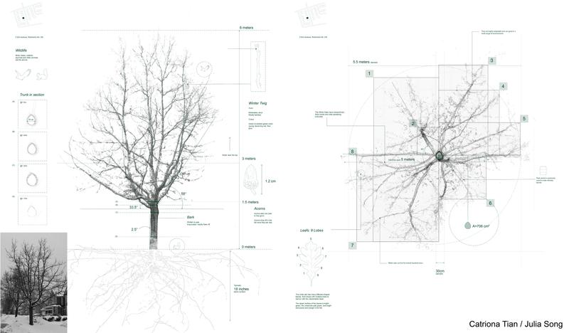 Toronto Tree Scans cover image