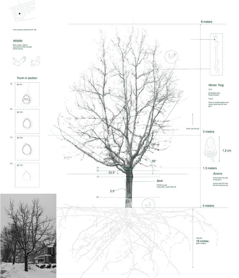Toronto Tree Scans