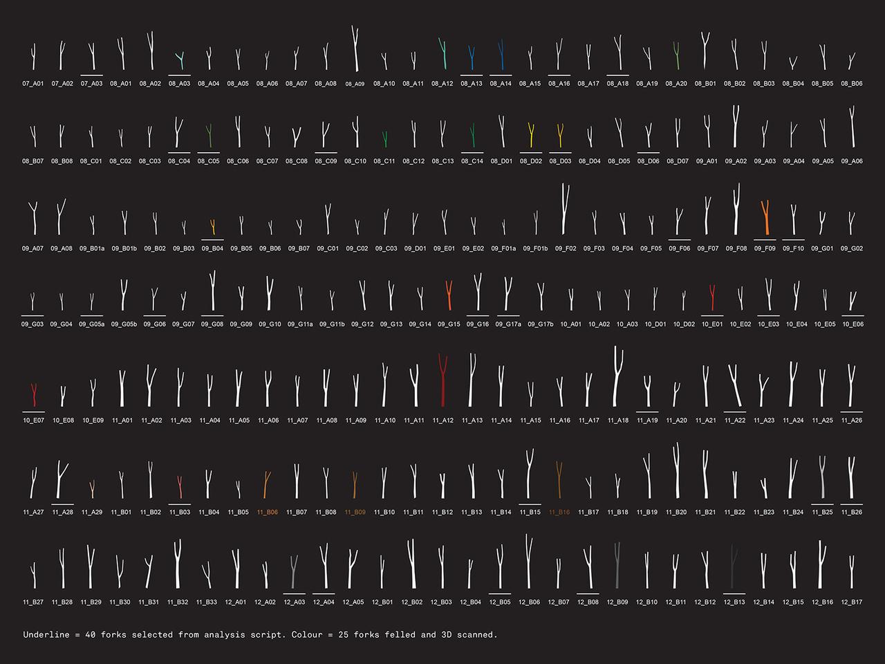 Survey database showing outlines of the standing tree forks