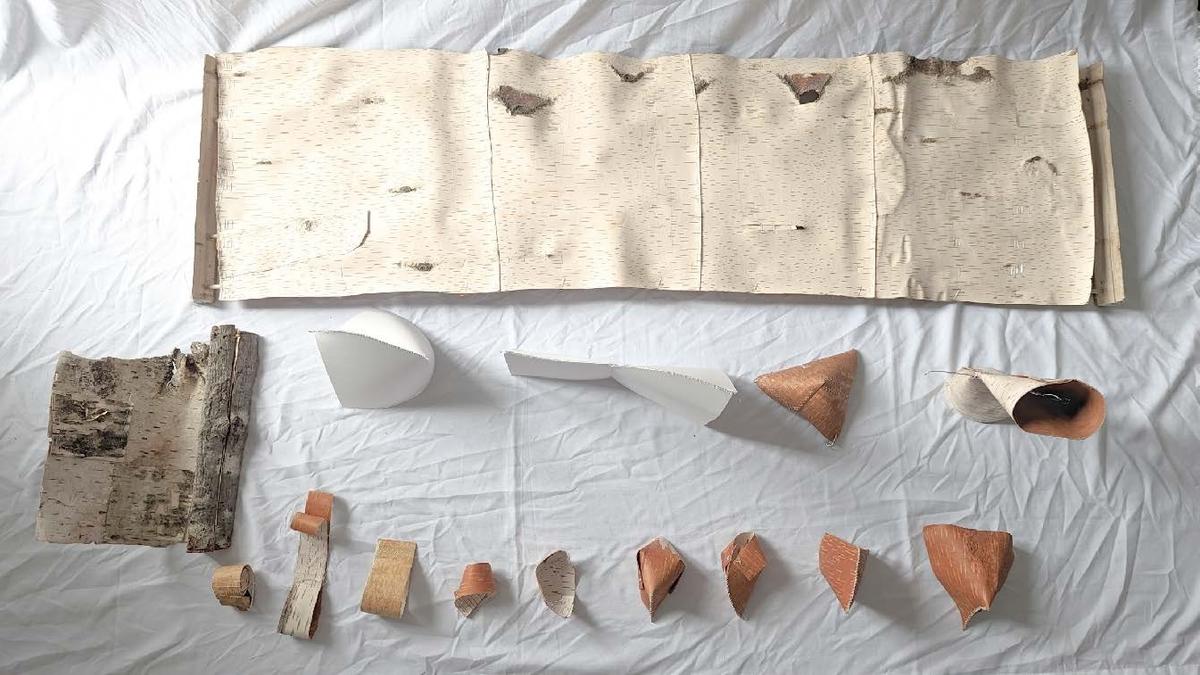 Using Trees Studio Jiashu Song thesis work