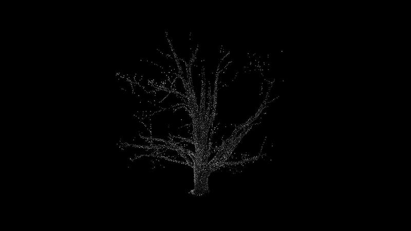 Point-cloud view of Grandmother Maple