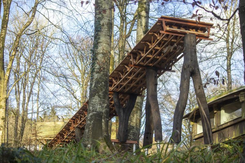 A Forest Datum — project image